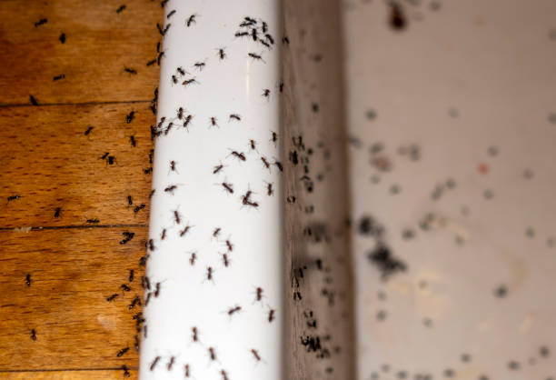Best Best Pest Control Companies  in New Britain, CT